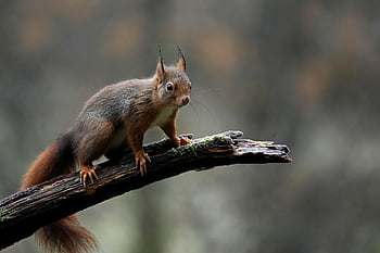 červená veverka, veverka, zvíře, hlodavec, savec, volně žijících živočichů, Příroda, podzim, větev