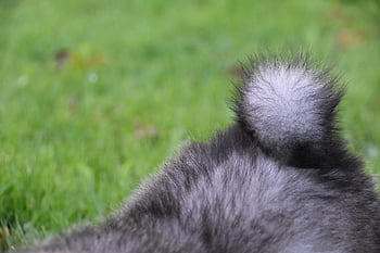 ocas, štěně, eurasier, Vlčí šedá kožešina, baby dog, Pes, domácí zvíře, Příroda, zvířecí ocas, zvíře