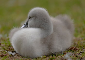 nature, bird, animal, lake, waterfowl, water, family, wildlife, plumage, swim, ornithology