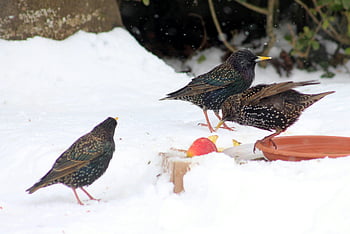 European starlings, snowy garden, winter wildlife, birds on ground, food search, snow-covered scene, three birds, winter season, starling birds, snowy landscape, garden wildlife