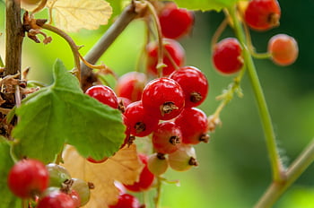 fruct, coacaze, boabă, natură, sănătos, proaspăt, organic, creştere