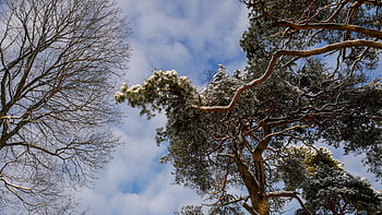 forest, sky, view, tall, trees, nature, growth, green, outdoors, landscape, wood