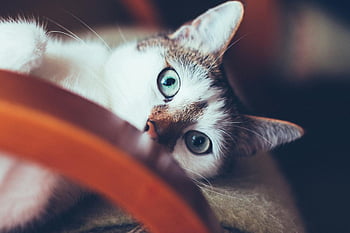 white cat, shallow focus, photography, cat eyes, close-up, pet, animal, feline, whiskers, cute, indoors