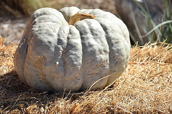 kurpitsat, valkoinen kurpitsa, vihannes, sato, pudota, kurpitsa, kausiluonteinen, terve, halloween, koriste-, syötävä