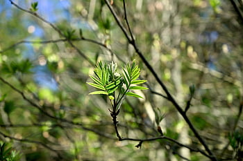 spring, awakening, nature, grow, branch, spring Awakening, tree, macro, scion, leaves, bud