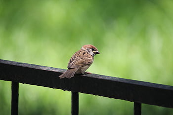sparrow, bird, nature, handrail, animal, small Bird, ave, avian, ornithology, bird Watching, passerine Bird