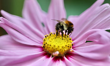 bumblebee, cosmea, field Bumblebee, insect, pollination, cosmos Flower, jewelry Basket, pollen, stamens, nature, close Up