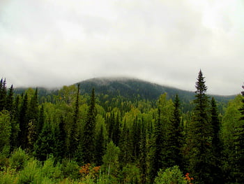 mountain, green Mountain, kuzbass, sheregesh, mountain Shoria, summer, rest, travel, russia, siberia, taiga