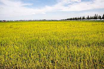 rice, field, paddy, crops, arable Land, agriculture, farm, farming, cultivation, nature, landscape