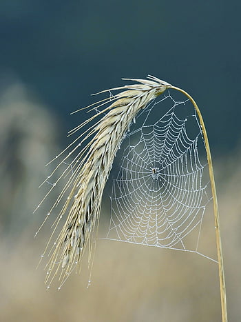 cobweb, spider, halm, cereals, cornfield, ear, nature, plant, food, field, dewdrop