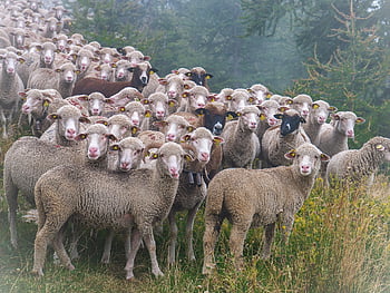 ovce, stádo ovcí, stádo ovcí v horách, zemědělství, stádo, pást se, pastvina, dobytek, hospodářských zvířat, Příroda