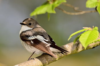 pied Flycatcher, songbird, sunrise, spring, park, nature, bird, wildlife