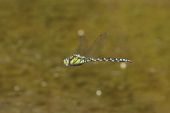 dragonfly, insect, bug, fly, flying, wings, nature, lake, water, living