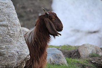 Ziege, Tier, Rock, Säugetier, Vieh, Bauernhof, ländlich, Landschaft, Natur, 2018, Ibraheem Warrich