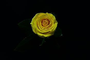 gul rose, nærbilde foto, levende gul, Frisk duggdråper, mørk bakgrunn, steg i blomst, blomsterfotografi, naturfotografering, gul blomst, Dewy Rose, makrofotografering