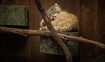 manul, pallas's Cat, sleeping Cat, outdoors, feline, pet, animal, cat, domestic Cat, otocolobus Manu, cute