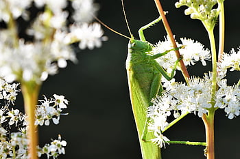 tettigonia viridissima, saranče, zblízka, seno, insekt, květ, zahrada, kobylky, seepferdchen, Horror Long-Feeler, louky