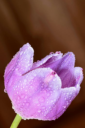 purple tulip, wet flower, dew drops, vibrant purple, delicate petals, shallow focus, fresh dew, tulip petals, purple flower, dewy flower, close-up flower