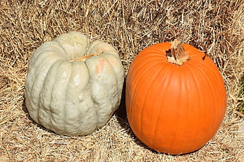 kurpitsat, vihannekset, sato, pudota, kurpitsa, kausiluonteinen, terve, halloween, koriste-, syötävä, tuottaa