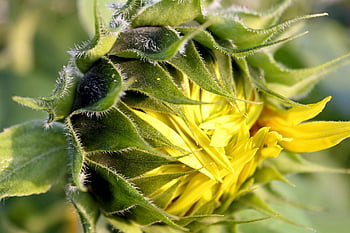 girasole, fiore, germoglio, fiore giallo, bellissimi fiori, sfondo di fiori, pianta, estate, carta da parati floreale, giardino, natura