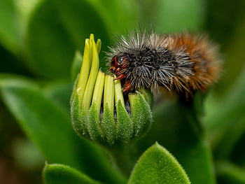 chenille, insecte, larve, papillon de cèdre blanc, papillon de nuit, la nature, jardin, printemps