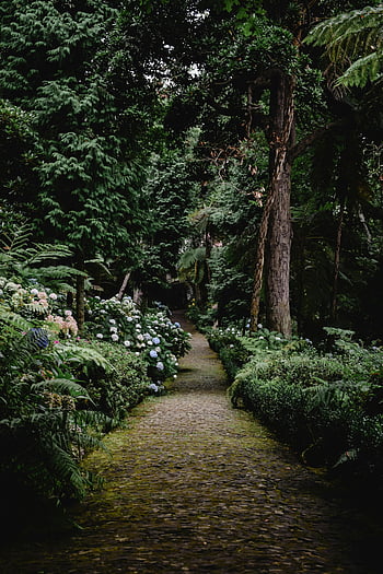 Madeira botanical garden, forest path, vibrant foliage, serene beauty, picturesque path, lush greenery, garden pathway, natural scenery, outdoor tranquility, tree-lined path, botanical garden path