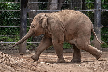 elefante, elefante asiático, bezerro de elefante, bezerro, animal, animais selvagens, mamífero, natureza, elefus maximus, jardim zoológico, tronco