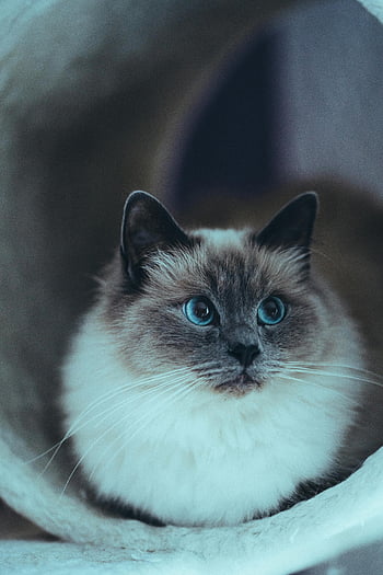 kočka ragdoll, Šedá čenich, modré oči, čistokrevná kočka, vnitřní kočka, jemná povaha, Stávkující oči, klidná kočka, nadýchaná kočka, kočka uvnitř, zvědavá kočka
