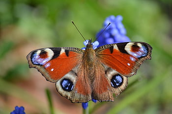 butterfly, peacock Butterfly, insect, close Up, blossom, bloom, pearl Hyacinth, spring, wildlife, animal, edelfalter