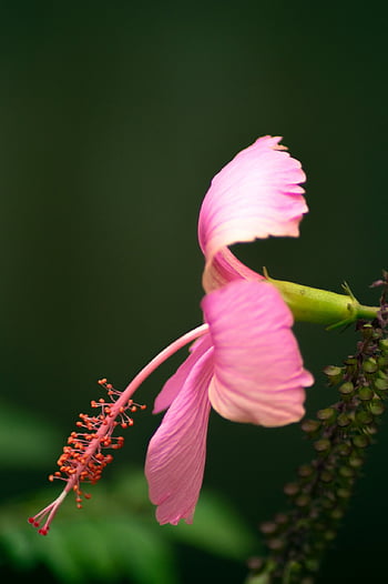 hibiscus, flower, plant, pistil, stamen, beautiful Flowers, petals, flower Background, flower Wallpaper, pink Flower, bloom