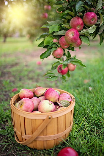 apples, apple Orchard, apple Picking, fall, autumn, harvest, nature, bushel, red, picking, orchard