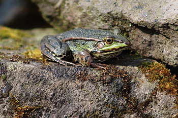 frog, amphibian, pond Frog, water Frog, frog Through, real Frog, aquatic Animal, pelophylaxis, randidae, nature, animal