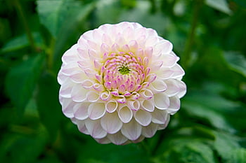 dahlia blomst, lyserød og hvid, selektiv fokusering, tæt på, sarte kronblade, Levende have, baggrund, naturfotografering, blomsterfotografi, haven blomster, blomsterfotografering