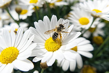 Biene, weiße Blumen, Blumentapete, Pollen, bestäuben, Bestäubung, Hymenoptera, Insekt, geflügeltes Insekt, blühen, Frühling