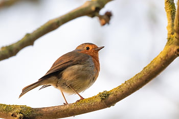robin Redbreast In Tree, robin, robin Redbreast, perched, songbird, bird, nature, wing, wildlife, flying, feather
