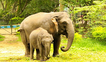 cute, baby, mother, elephant, indian Elephant, national Park
