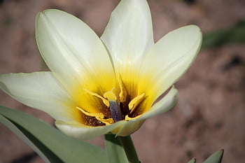 tulipán, tulipa, tulipa nákup manniana, okvětní lístky, tyčinek, Pístky, květ, Příroda, rostlina, jaro