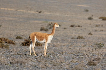 hewan, vicuña, Vigone, mamalia, alam, fauna, Amerika Selatan, Ekuador, chimborazo, gunung berapi, gunung
