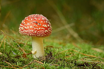 mushroom, fly Agaric, moss, fungus, fly Amanita, red Mushroom, toadstool, toxic, forest, nature, closeup
