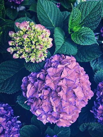 hydrangea, flowers, garden, petals, bloom, blossom, leaves, flora, plant, nature, green