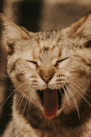 ziewanie kota, pręgowany kot, portret kota, kot wąsy, kocie futro, Close Up Cat, Oczy kotów zamknięte, język kota, fotografia zwierząt, fotografia zwierzęca, słodki kociak