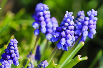 grape Hyacinths, hyacinths, spring, blue, close Up, flower, spring Flower, blossom, bloom, nature, garden