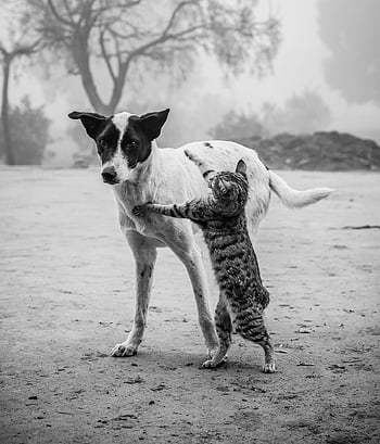 グレースケール写真、 犬と猫、 交際、 遊び心、 白黒画像、 屋外、 かわいい動物、 動物の友情、 ペットとの交流、 モノクロ写真、 自然の設定