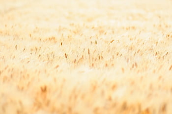 landscape, nature, natural, plant, wheat, hop, golden, wheat Field, grain