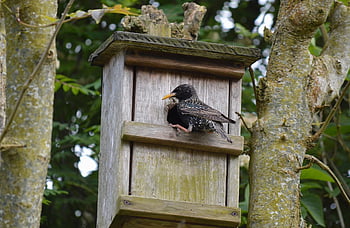 starling, bird, birdhouse, garden, animal, star Box, nesting Box, offspring, hatchery, feeding, sturnus Vulgaris