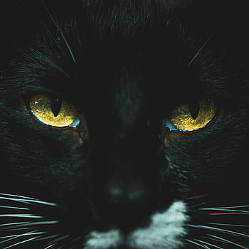 czarny kot, zdjęcie zbliżenie, Intensywne żółte oczy, urzekający obraz, entuzjaści kotów, Oczy czarnego kota, Close Up Cat, żółtooki kot, Portret czarnego kota, fotografia kota, fotografia zwierząt