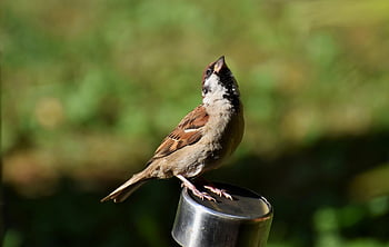 burung gereja, burung, burung penyanyi, margasatwa, ilmu burung, alam, jenis, hewan, fauna