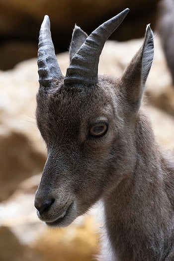 zvíře, savec, Kozoroh, Příroda, rohy, alpský kozorožec, divoký, zblízka, druh, fauna, volně žijících živočichů