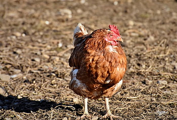 chicken, hen, poultry, rump, free Range, farm Animal, bird, comb, beak, outdoors, feathers