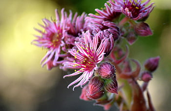 houseleek, flowers, garden, plants, sempervivum, succulents, nature, blossoms, floral Wallpaper, flora, close Up